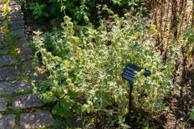 Zürih, İsviçre, 21 Eylül 2024 Marrubium Vulgare veya botanik bahçesindeki ortak horehound fabrikası