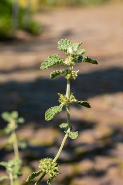 Zürih, İsviçre, 21 Eylül 2024 Marrubium Vulgare veya botanik bahçesindeki ortak horehound fabrikası