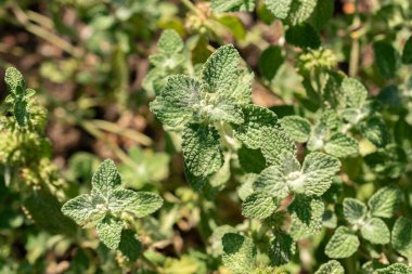 Zürih, İsviçre, 21 Eylül 2024 Marrubium Vulgare veya botanik bahçesindeki ortak horehound fabrikası