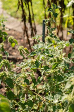 Zürih, İsviçre, 21 Eylül 2024 Marrubium Vulgare veya botanik bahçesindeki ortak horehound fabrikası