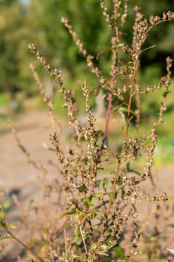 Zürih, İsviçre, 21 Eylül 2024 Vulgaris Artemisia veya botanik bahçesindeki sıradan mugwort bitkisi