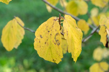 Zürih, İsviçre, 21 Eylül 2024 Hamamelis Virginiana veya botanik bahçesindeki cadı fındığı.