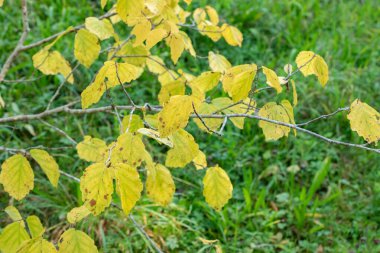 Zürih, İsviçre, 21 Eylül 2024 Hamamelis Virginiana veya botanik bahçesindeki cadı fındığı.