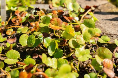 Zürih, İsviçre, 21 Eylül 2024 Regnellidium Diphyllum Marsileaceae bitkisi botanik bahçesinde