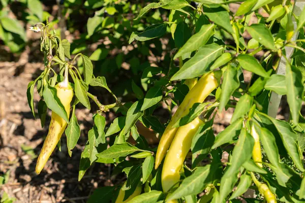 Zürih, İsviçre, 21 Eylül 2024 Capsicum Annuum veya botanik bahçesindeki kırmızı biber bitkisi