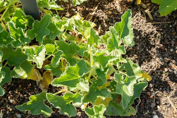 Zürih, İsviçre, 21 Eylül 2024 Ecballium Elaterium veya botanik bahçesinde salatalık fışkırtan bitki