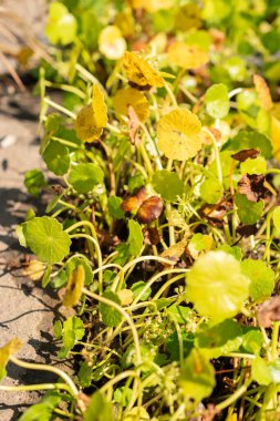 Zürih, İsviçre, 21 Eylül 2024 Hydrocotyle Umbellata Araliaceae veya botanik bahçesindeki dollarweed bitkisi