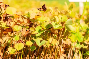 Zürih, İsviçre, 21 Eylül 2024 Marsilea Quadrifolia veya botanik bahçesindeki dört yapraklı yonca bitkisi