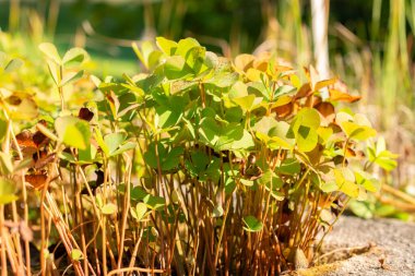 Zürih, İsviçre, 21 Eylül 2024 Marsilea Quadrifolia veya botanik bahçesindeki dört yapraklı yonca bitkisi