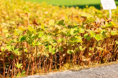 Zürih, İsviçre, 21 Eylül 2024 Marsilea Quadrifolia veya botanik bahçesindeki dört yapraklı yonca bitkisi