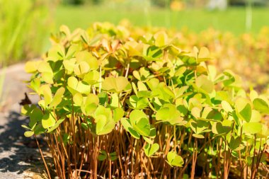 Zürih, İsviçre, 21 Eylül 2024 Marsilea Quadrifolia veya botanik bahçesindeki dört yapraklı yonca bitkisi