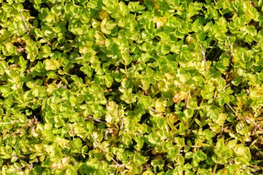 Zürih, İsviçre, 21 Eylül 2024 Apium Nordiflorum veya botanik bahçesindeki su teresi fabrikası