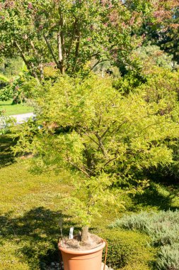 Zurich, Switzerland, September 21, 2024 Sophora Toromiro plant at the botanical garden clipart