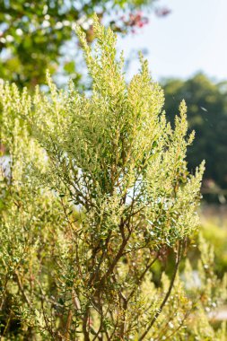 Zürih, İsviçre, 21 Eylül 2024 Phylica Panikleme Tesisi Botanik Bahçesi
