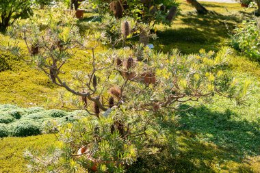 Zürih, İsviçre, 21 Eylül 2024 Banksia Spinulosa veya botanik bahçesindeki saç tokası fabrikası