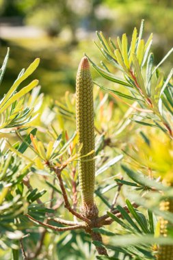 Zurich, Switzerland, September 21, 2024 Banksia Spinulosa or hairpin banksia plant at the botanical garden clipart