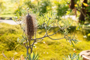 Zürih, İsviçre, 21 Eylül 2024 Banksia Spinulosa veya botanik bahçesindeki saç tokası fabrikası