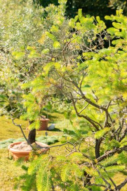 Zürih, İsviçre, 21 Eylül 2024 Calothamnus Quadrifidus veya botanik bahçesindeki tek taraflı şişe fırçası fabrikası