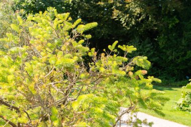 Zürih, İsviçre, 21 Eylül 2024 Calothamnus Quadrifidus veya botanik bahçesindeki tek taraflı şişe fırçası fabrikası