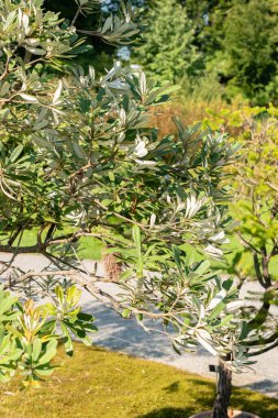 Zurich, Switzerland, September 21, 2024 Banksia Integrifolia or coast banksia plant at the botanical garden clipart