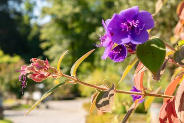 Zurich, Switzerland, September 21, 2024 Tibouchina Heteromalla or silver leaved princess flower at the botanical garden clipart