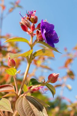 Zürih, İsviçre, 21 Eylül 2024 Tibouchina Heteromalla ya da gümüş yapraklı prenses çiçeği botanik bahçesinde