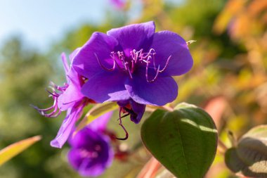 Zürih, İsviçre, 21 Eylül 2024 Tibouchina Heteromalla ya da gümüş yapraklı prenses çiçeği botanik bahçesinde