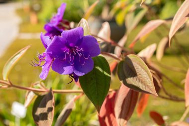 Zürih, İsviçre, 21 Eylül 2024 Tibouchina Heteromalla ya da gümüş yapraklı prenses çiçeği botanik bahçesinde