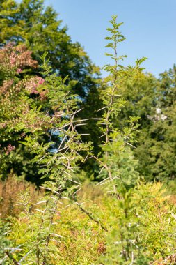 Zürih, İsviçre, 21 Eylül 2024 Vachellia Karroo veya botanik bahçesindeki tatlı dikenli bitki
