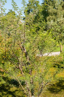 Zürih, İsviçre, 21 Eylül 2024 Vachellia Karroo veya botanik bahçesindeki tatlı dikenli bitki