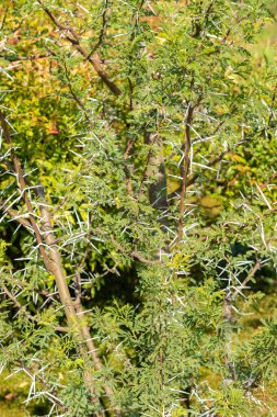 Zürih, İsviçre, 21 Eylül 2024 Vachellia Karroo veya botanik bahçesindeki tatlı dikenli bitki