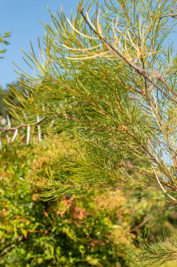 Zürih, İsviçre, 21 Eylül 2024 Banksia Spinulosa veya botanik bahçesindeki saç tokası fabrikası