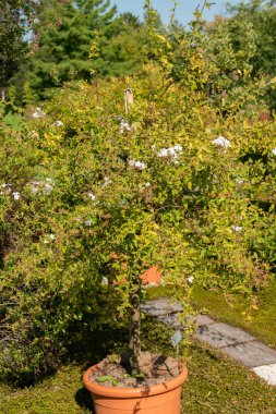 Zürih, İsviçre, 21 Eylül 2024 Plumbago Auriculata veya botanik bahçesindeki Pelerin Leadwort fabrikası