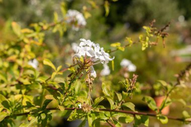 Zürih, İsviçre, 21 Eylül 2024 Plumbago Auriculata veya botanik bahçesindeki Pelerin Leadwort fabrikası