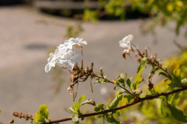 Zürih, İsviçre, 21 Eylül 2024 Plumbago Auriculata veya botanik bahçesindeki Pelerin Leadwort fabrikası
