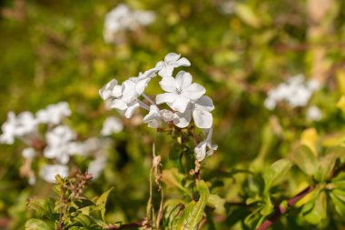 Zurich, Switzerland, September 21, 2024 Plumbago Auriculata or cape leadwort plant at the botanical garden clipart