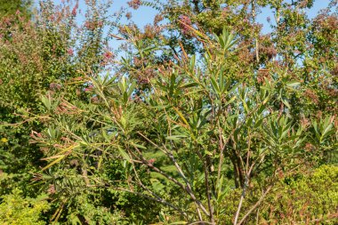 Zürih, İsviçre, 21 Eylül 2024 Oncocalyx Schimperi bitkisi botanik bahçesinde