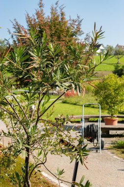 Zürih, İsviçre, 21 Eylül 2024 Oncocalyx Schimperi bitkisi botanik bahçesinde