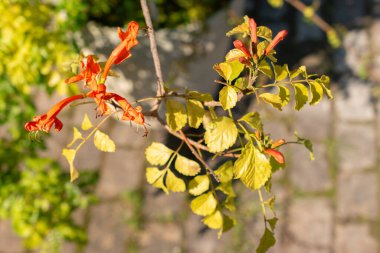Zürih, İsviçre, 21 Eylül 2024 Tecomaria Capensis veya botanik bahçesindeki hanımeli bitkisi