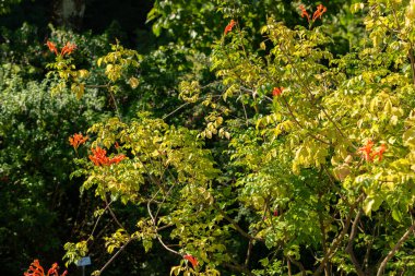 Zürih, İsviçre, 21 Eylül 2024 Tecomaria Capensis veya botanik bahçesindeki hanımeli bitkisi