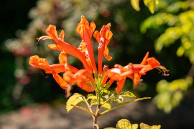 Zürih, İsviçre, 21 Eylül 2024 Tecomaria Capensis veya botanik bahçesindeki hanımeli bitkisi