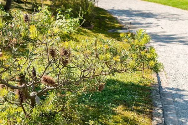 Zürih, İsviçre, 21 Eylül 2024 Banksia Spinulosa veya botanik bahçesindeki saç tokası fabrikası