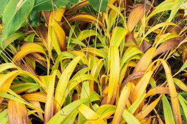 Saint Gallen, İsviçre, 19 Ekim 2024 Bletilla Striata veya botanik bahçesindeki Hyacinth orkidesi