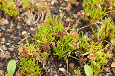 Saint Gallen, Switzerland, October 19, 2024 Dorotheanthus Apetalus plant at the botanical garden clipart