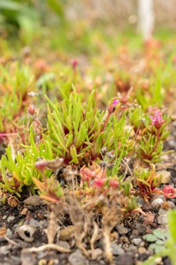 Saint Gallen, İsviçre, 19 Ekim 2024 Dorotheanthus Apetalus bitkisi botanik bahçesinde