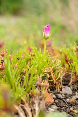 Saint Gallen, İsviçre, 19 Ekim 2024 Dorotheanthus Apetalus bitkisi botanik bahçesinde