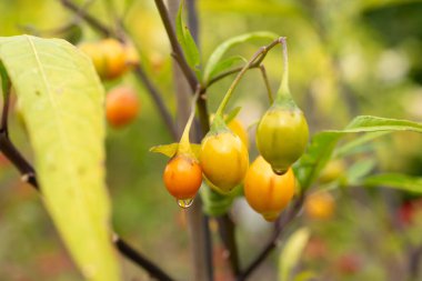 Saint Gallen, İsviçre, 19 Ekim 2024 Solanum Laciniatum veya botanik bahçesindeki Poroporo fabrikası