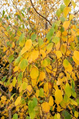 Saint Gallen, İsviçre, 19 Ekim 2024 Hamamelis Virginiana veya botanik bahçesindeki cadı fındığı.