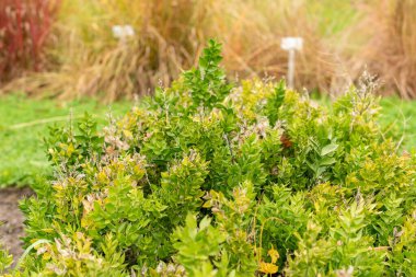 Saint Gallen, Switzerland, October 19, 2024 Ruscus Aculeatus or butchers broom plant at the botanical garden clipart