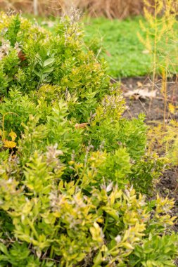 Saint Gallen, İsviçre, 19 Ekim 2024 Ruscus Aculeatus veya botanik bahçesindeki kasap süpürgesi fabrikası